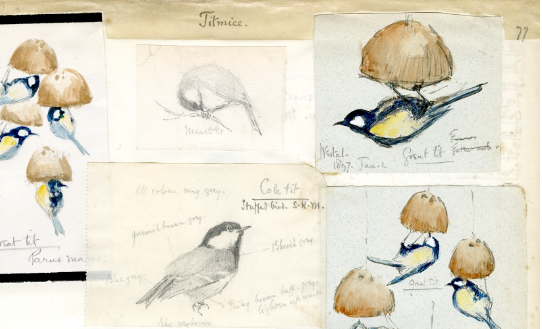 Drawings of birds by Edward Wilson in The Wilson Art Gallery